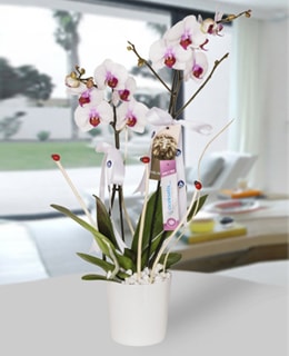 Çiftli Phalaenopsis Orkide 