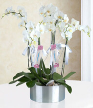 6 Dal Phalaenopsis Orkide