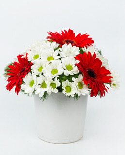 Papatya Gerbera