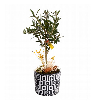 Desenli Saksda Bonsai Zeytin Aac