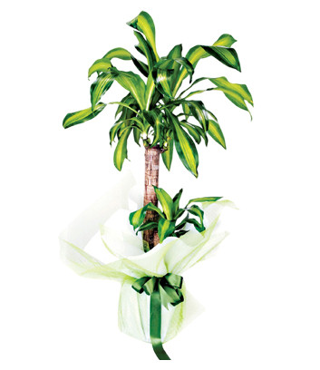 Yucca Massengena 2 Kkl