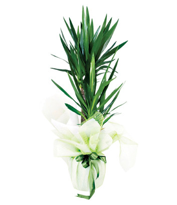 Yucca Dracena 2 Kkl