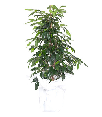 Ficus Benjamin