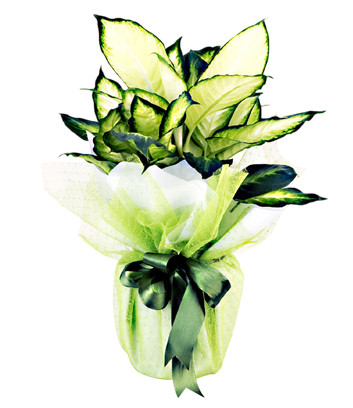 Dieffenbachia Camilla