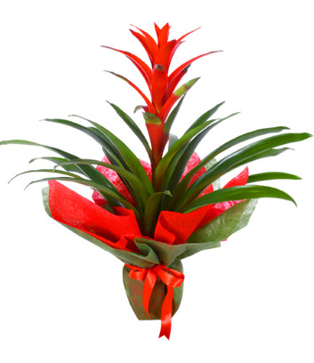 Krmz Guzmania