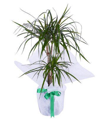 2 Kkl Marginata Dracena