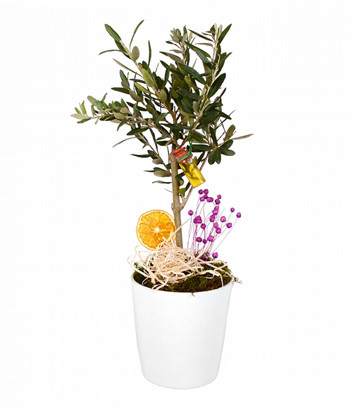 Seramikte Bonsai Zeytin Aac