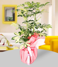 Schefflera