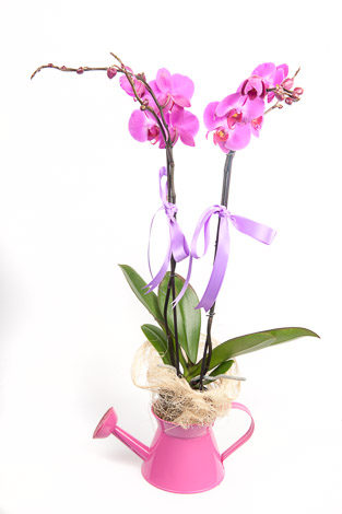 demlikde fujya çifli orkide
