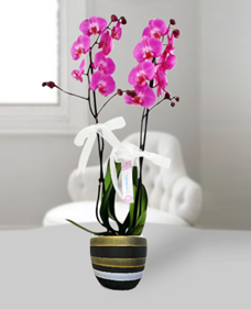 İkili pembe orkide