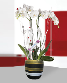 iftli Phalaenopsis Orkide