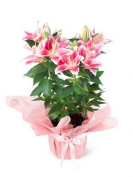 pembe lilyum