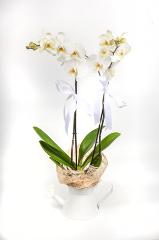 jardin vazoda çifli beyaz orkide